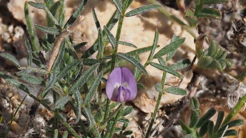 Astragalus nuttallianus var. cedrosensis photo 3