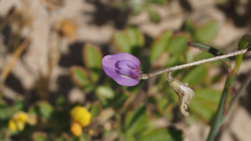 Astragalus nuttallianus var. cedrosensis photo 4