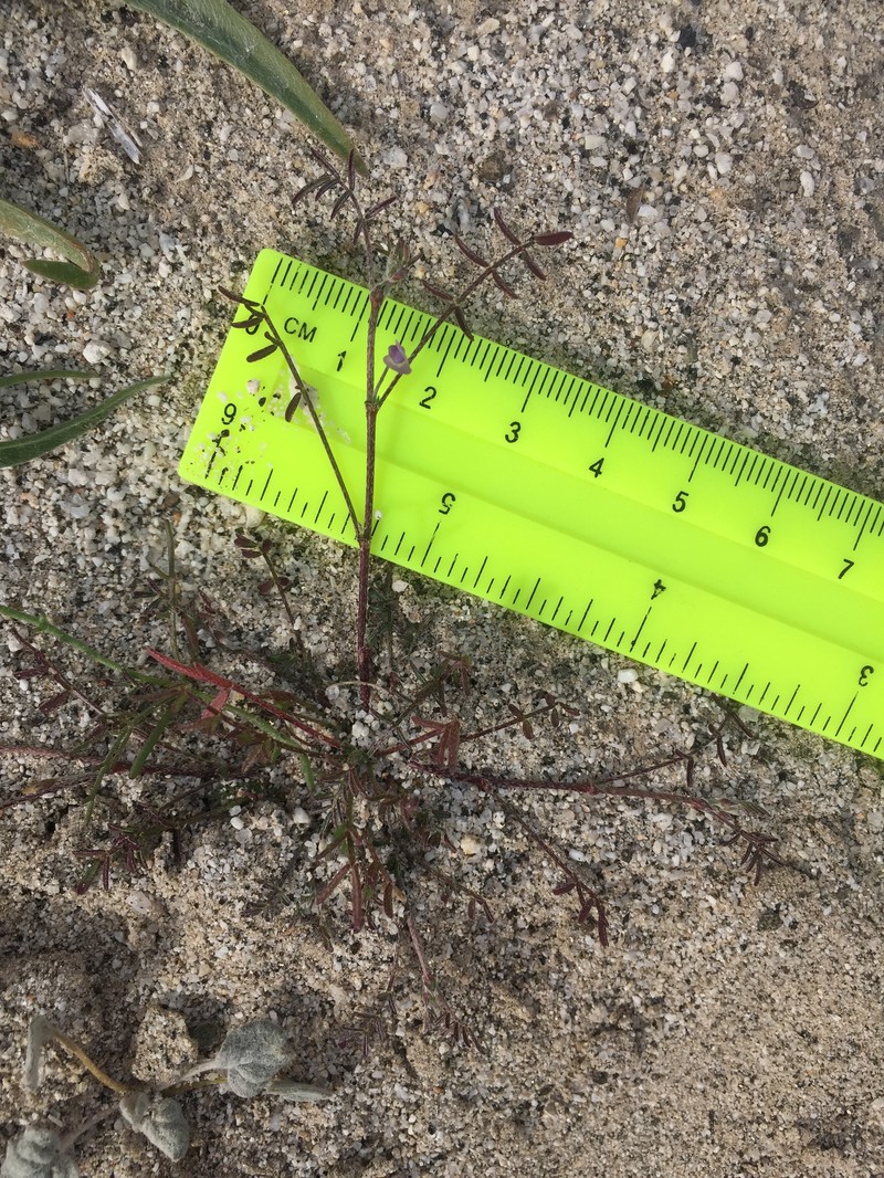 Astragalus nuttallianus var. cedrosensis photo 5