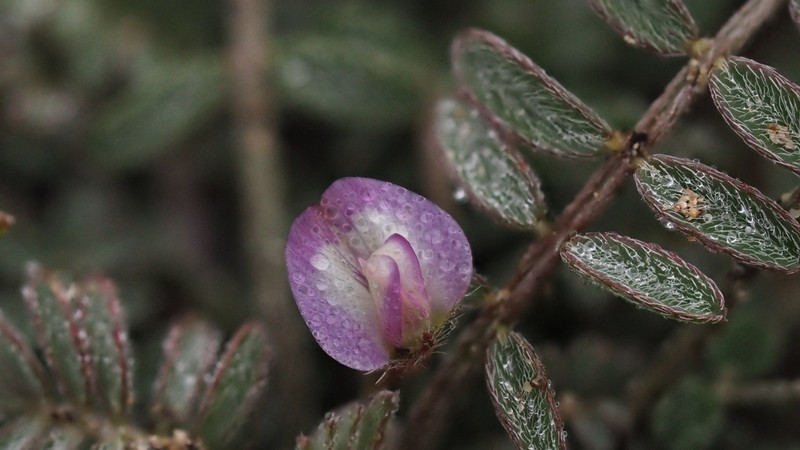 Astragalus nuttallianus var. cedrosensis photo 6