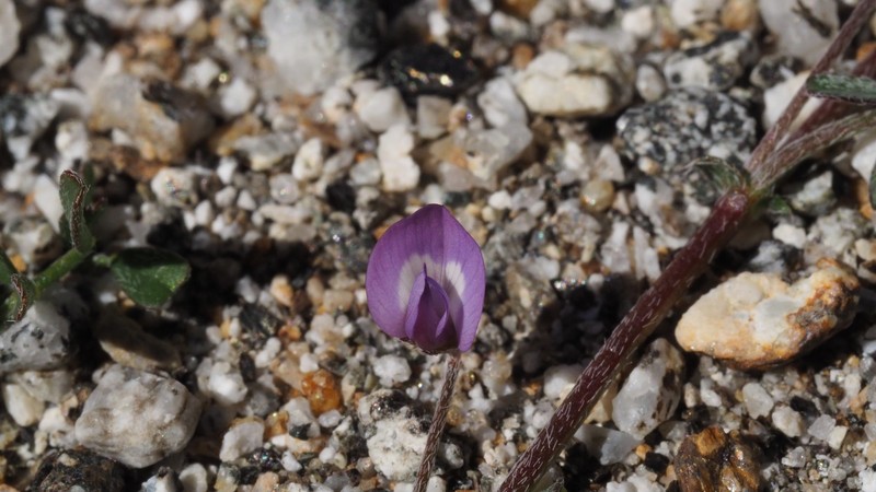 Astragalus nuttallianus var. cedrosensis photo 7