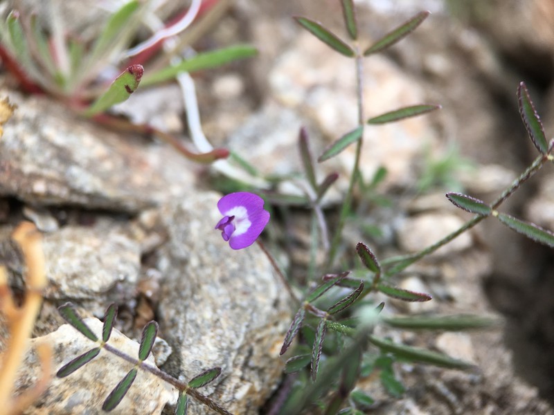 Astragalus nuttallianus var. cedrosensis photo 8