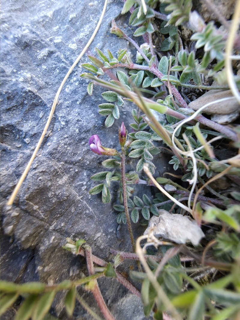 Astragalus nuttallianus var. imperfectus