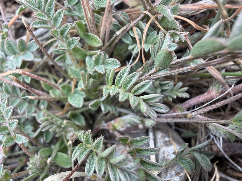 Astragalus nuttallianus var. imperfectus photo 2