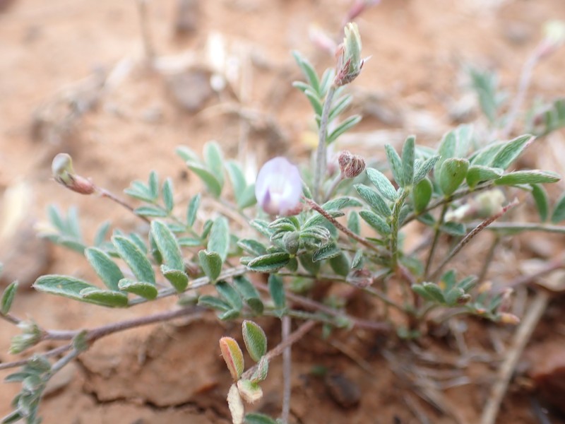 Astragalus nuttallianus var. imperfectus photo 3