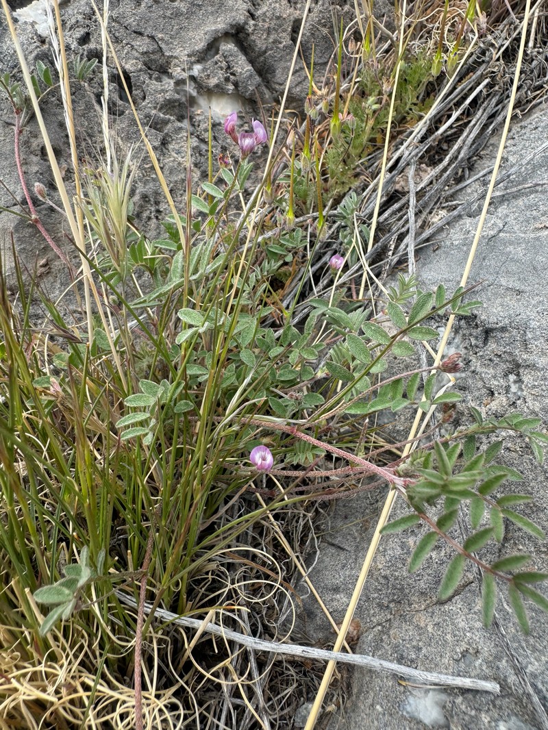 Astragalus nuttallianus var. imperfectus photo 4
