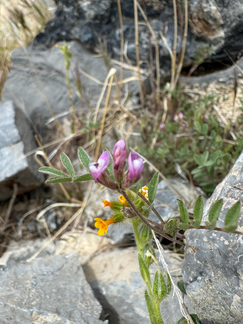 Astragalus nuttallianus var. imperfectus photo 5