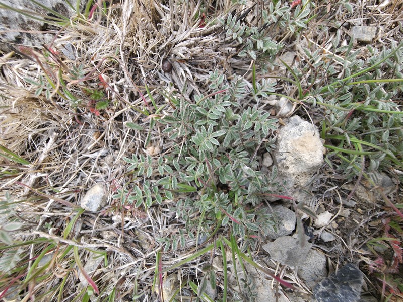 Astragalus nuttallianus var. imperfectus photo 6