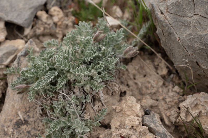 Astragalus nuttallianus var. imperfectus photo 8