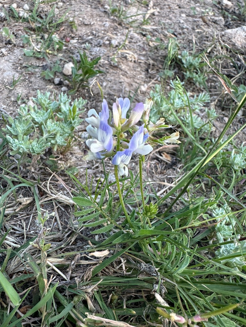 Astragalus nuttallianus var. macilentus