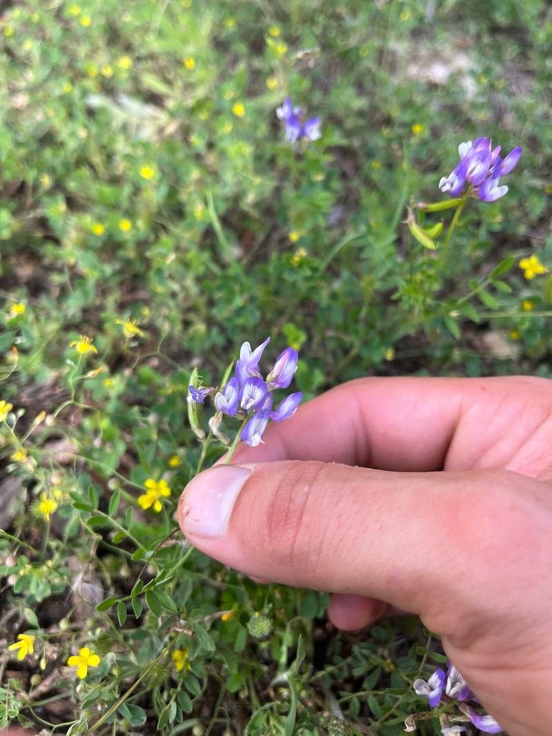 Astragalus nuttallianus var. macilentus photo 2