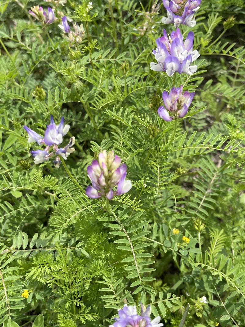 Astragalus nuttallianus var. macilentus photo 3