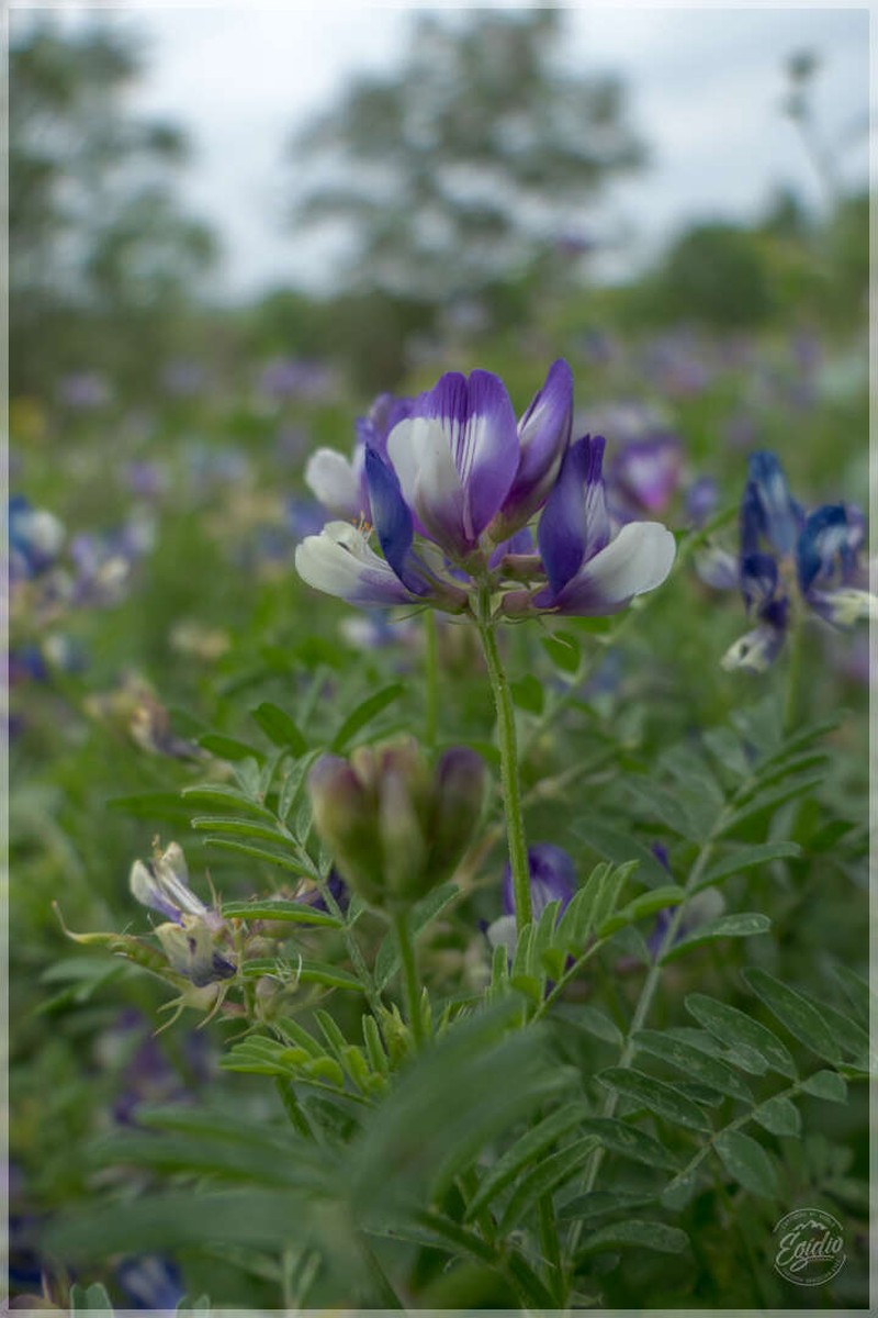 Astragalus nuttallianus var. macilentus photo 4