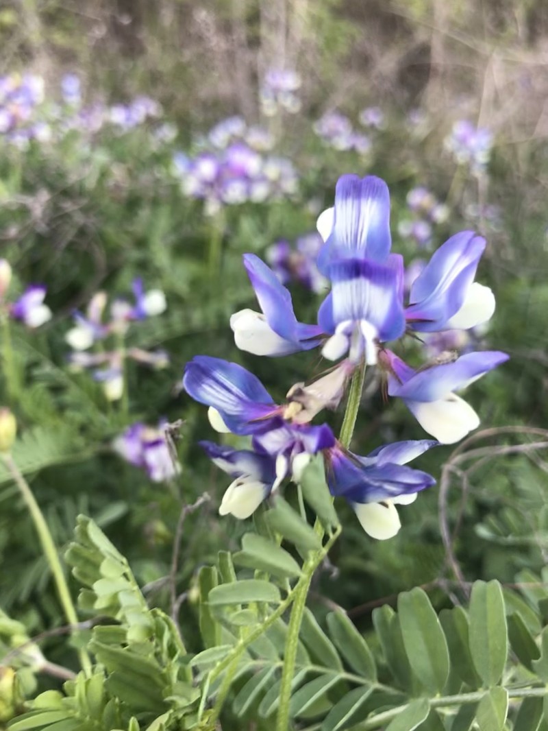 Astragalus nuttallianus var. macilentus photo 5