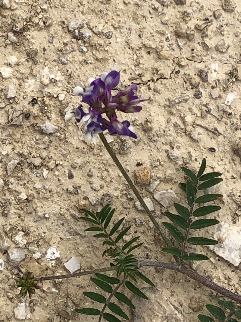 Astragalus nuttallianus var. macilentus photo 6