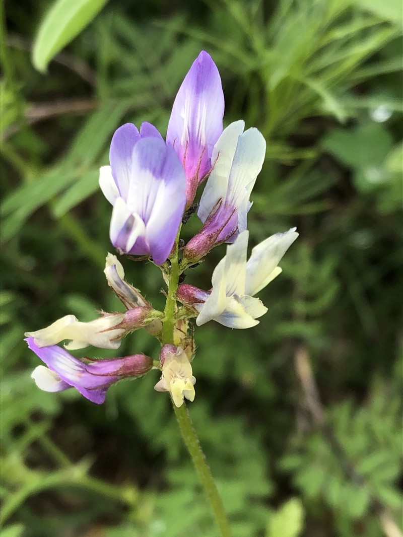 Astragalus nuttallianus var. macilentus photo 8