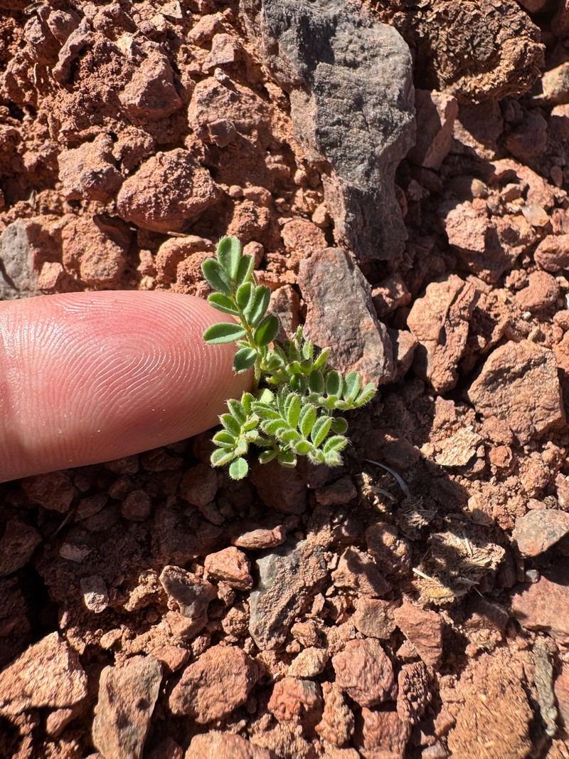 Astragalus nuttallianus var. micranthiformis