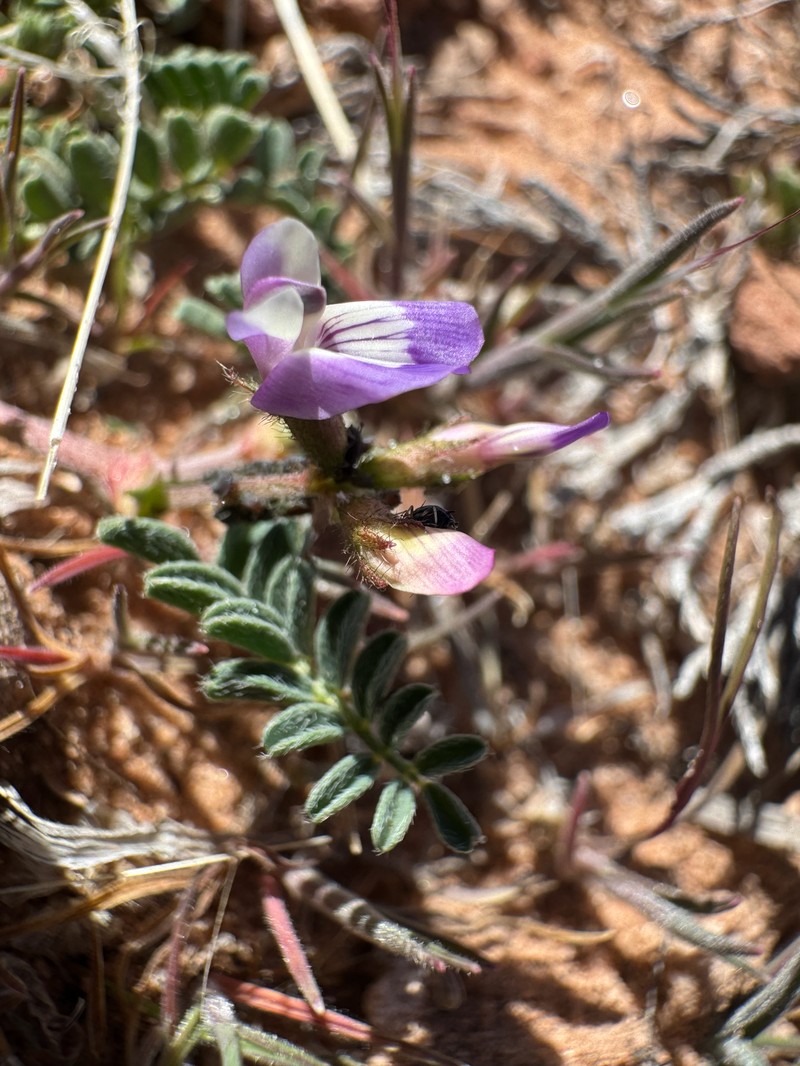 Astragalus nuttallianus var. micranthiformis photo 2