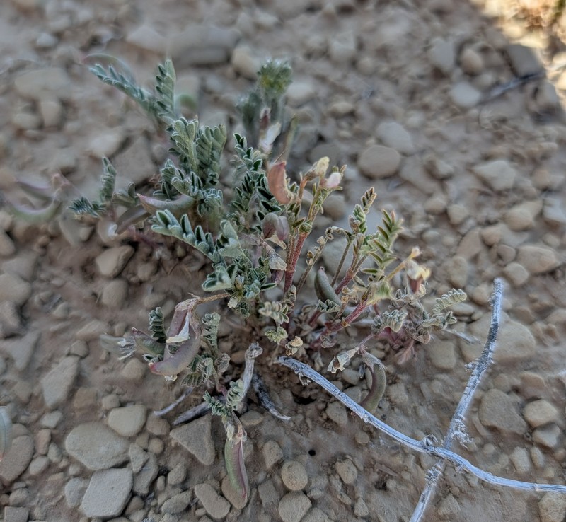 Astragalus nuttallianus var. micranthiformis photo 3