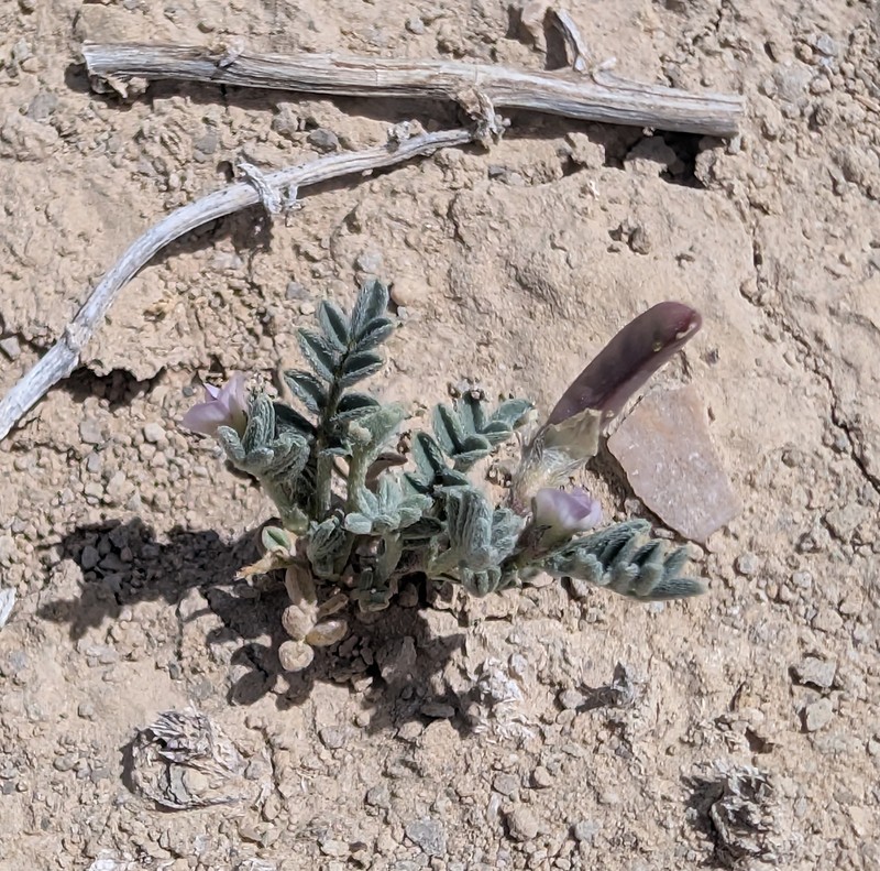 Astragalus nuttallianus var. micranthiformis photo 4