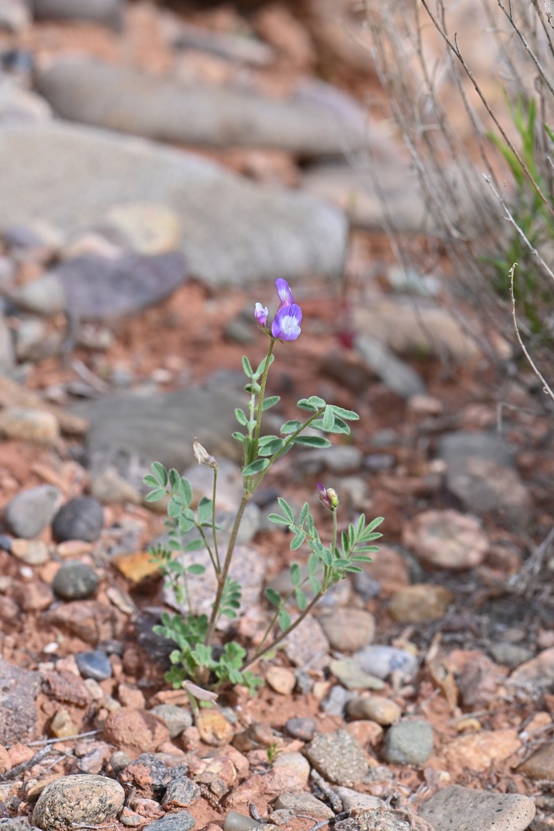 Astragalus nuttallianus var. micranthiformis photo 5