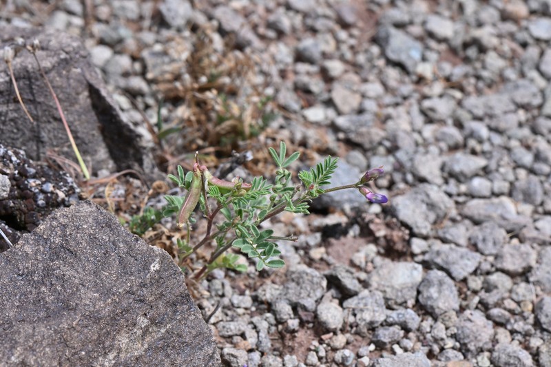 Astragalus nuttallianus var. micranthiformis photo 6