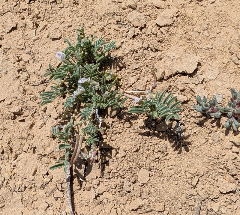 Astragalus nuttallianus var. micranthiformis photo 7