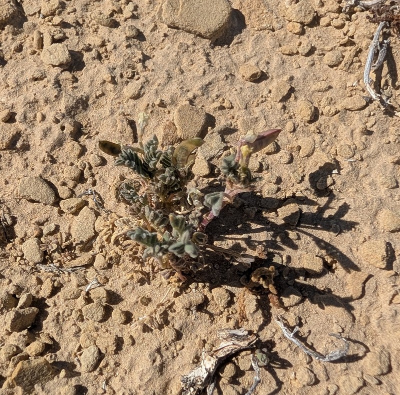 Astragalus nuttallianus var. micranthiformis photo 8