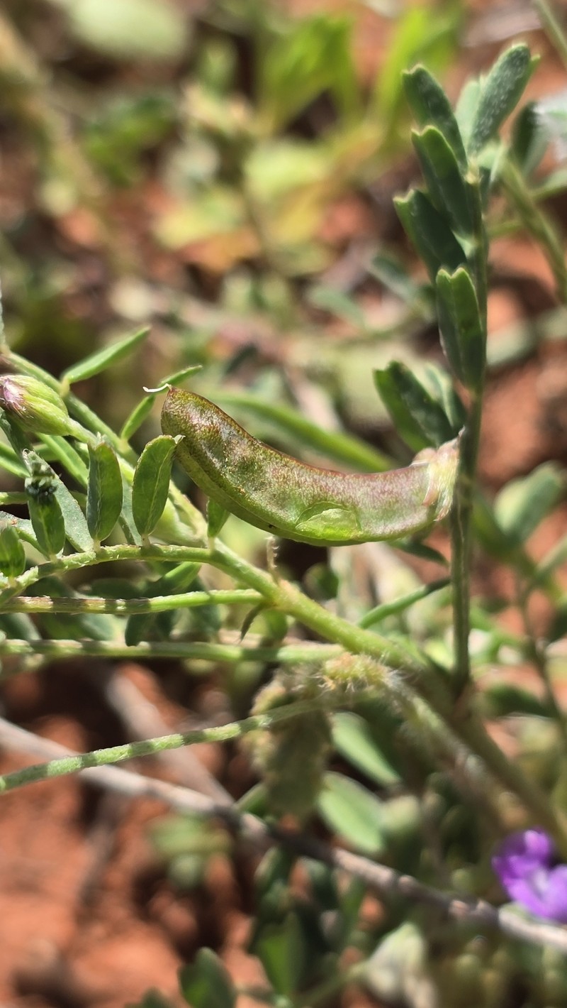 Astragalus nuttallianus var. nuttallianus