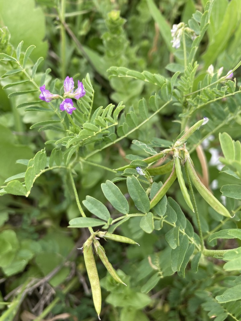 Astragalus nuttallianus var. nuttallianus photo 2