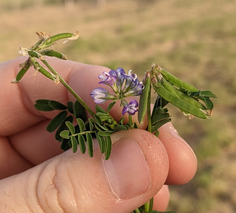 Astragalus nuttallianus var. nuttallianus photo 3