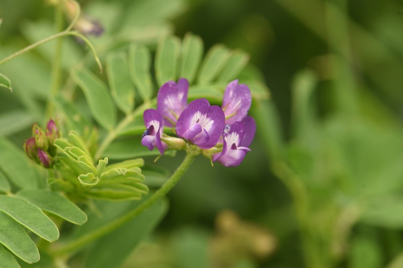Astragalus nuttallianus var. nuttallianus photo 4