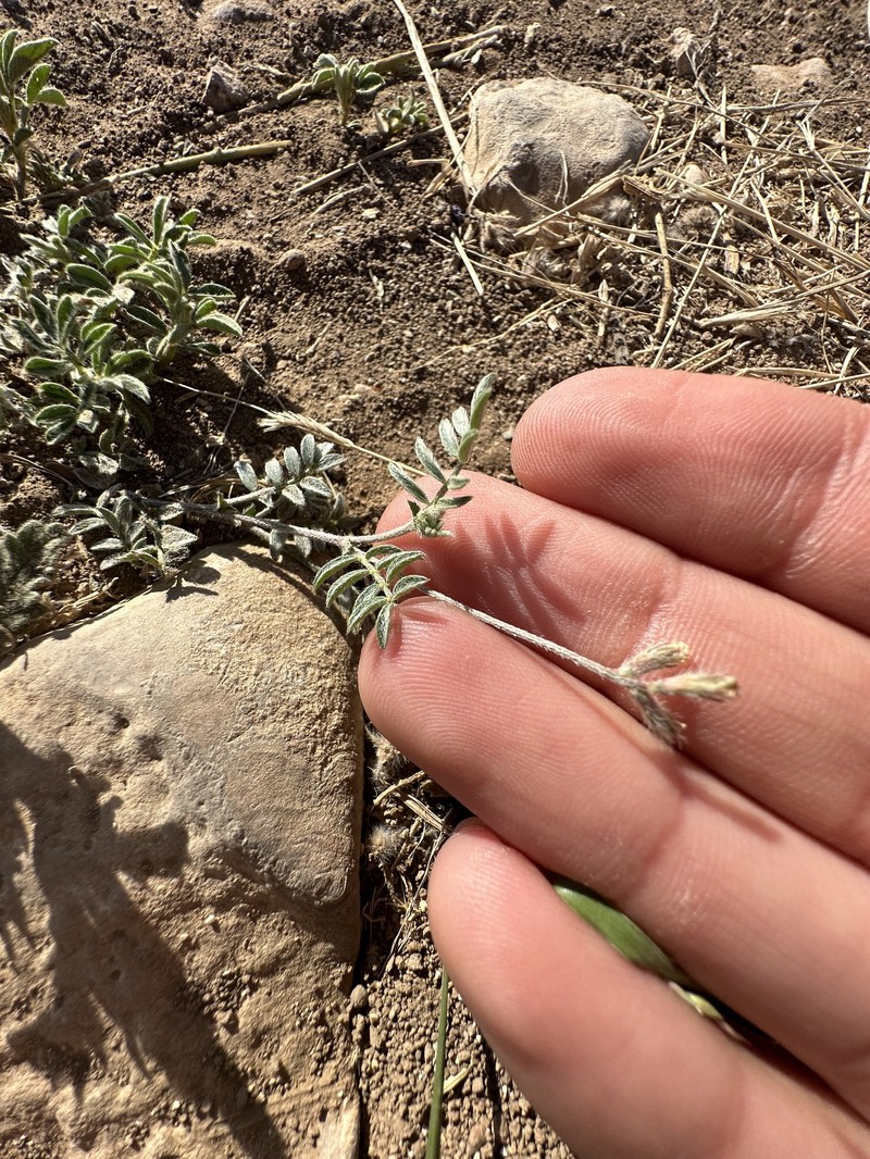Astragalus nuttallianus var. nuttallianus photo 5