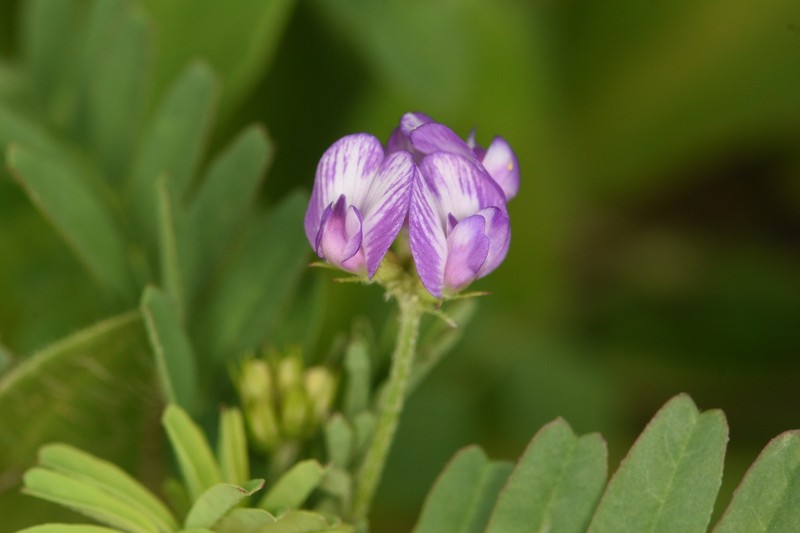 Astragalus nuttallianus var. nuttallianus photo 6