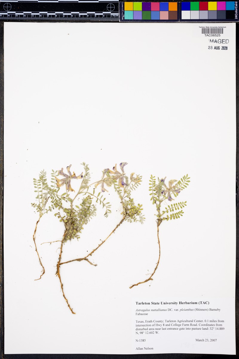 Edwards Plateau Milkvetch photo 2