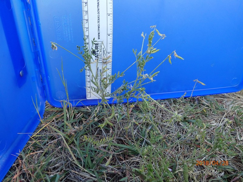 Edwards Plateau Milkvetch