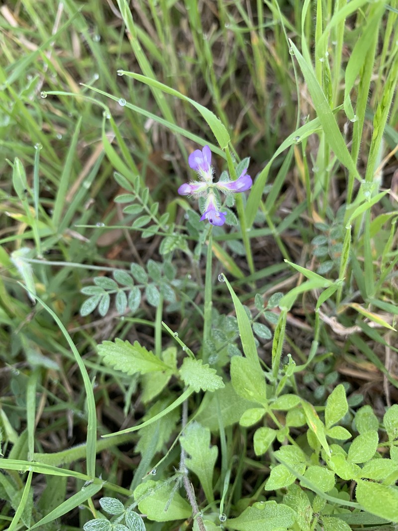 Astragalus nuttallianus var. trichocarpus