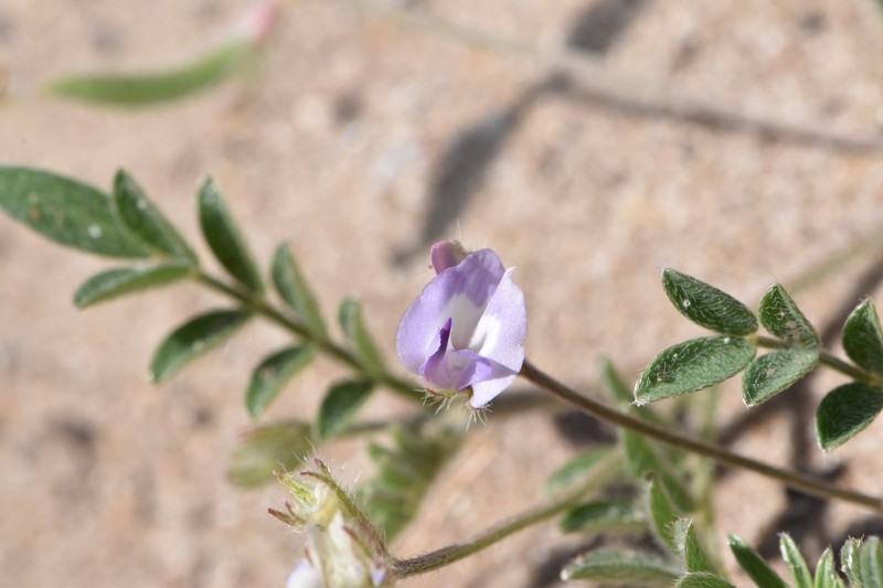 Astragalus nuttallianus var. trichocarpus photo 2