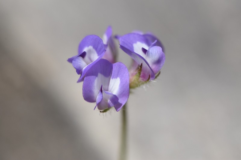 Astragalus nuttallianus var. trichocarpus photo 3