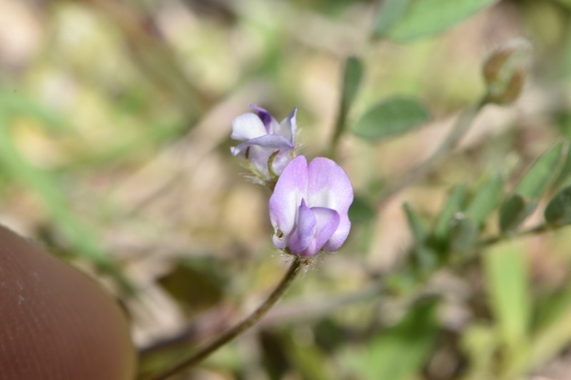 Astragalus nuttallianus var. trichocarpus photo 4