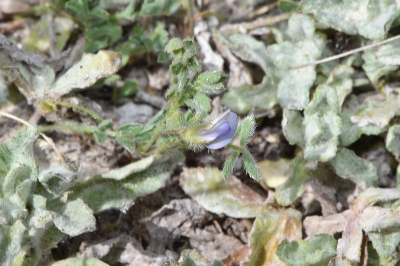 Astragalus nuttallianus var. trichocarpus photo 5