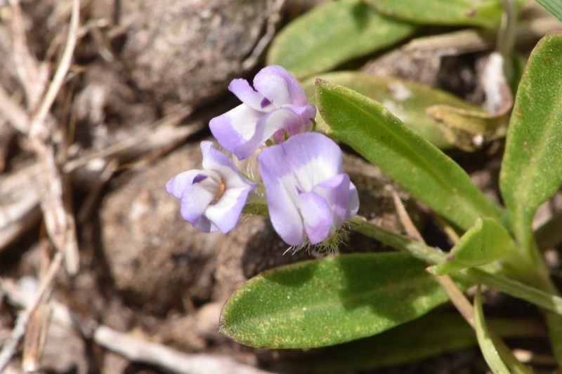 Astragalus nuttallianus var. trichocarpus photo 6