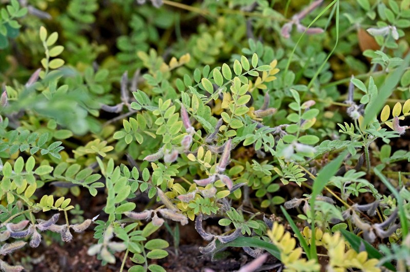 Astragalus nuttallianus var. trichocarpus photo 7