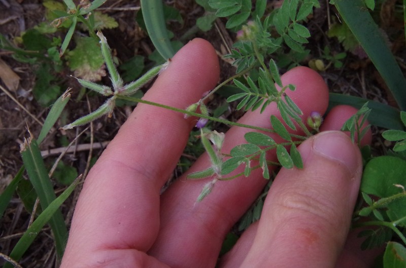 Astragalus nuttallianus var. trichocarpus photo 8