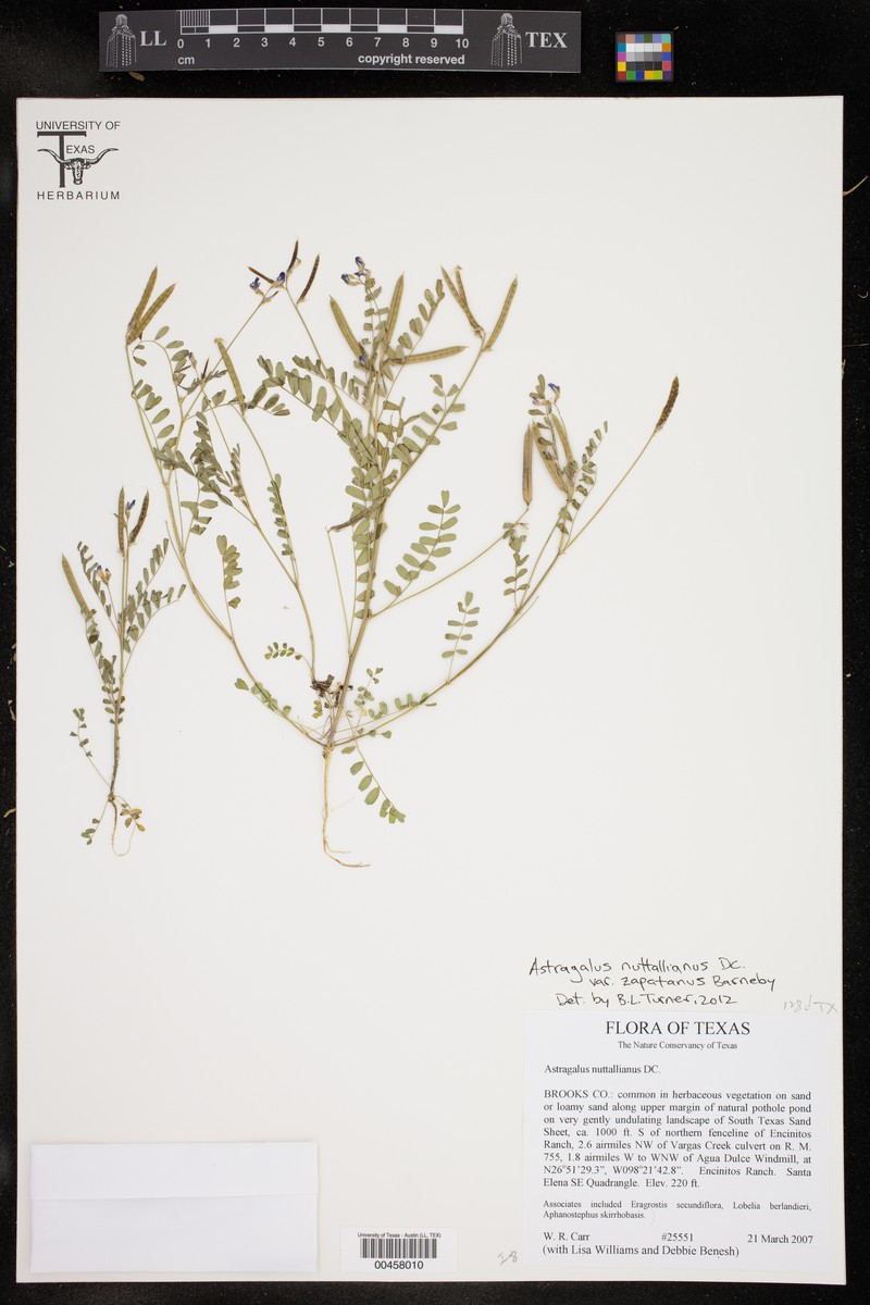 Astragalus nuttallianus var. zapatanus