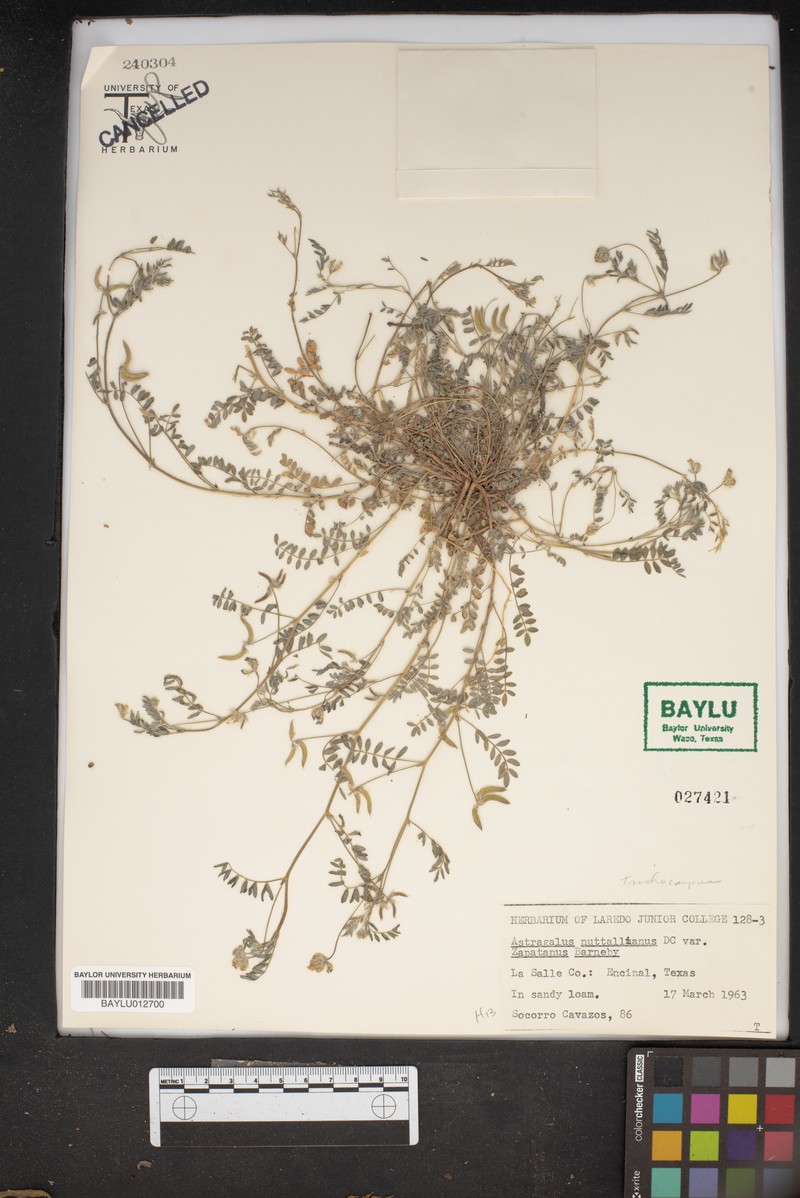 Astragalus nuttallianus var. zapatanus photo 2