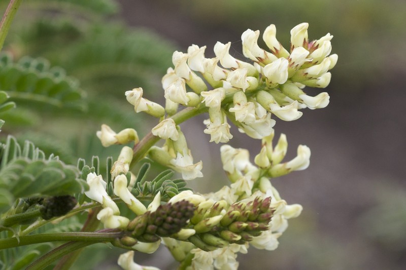 Nuttall's Milkvetch