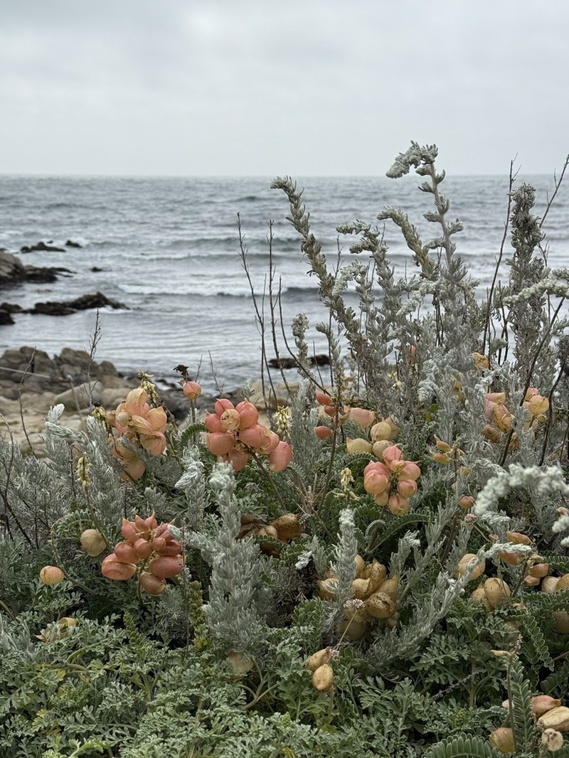 Nuttall's Milkvetch photo 3