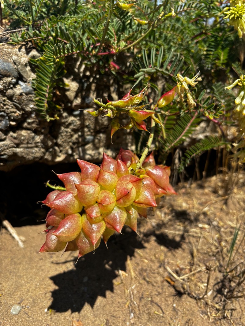 Nuttall's Milkvetch photo 4
