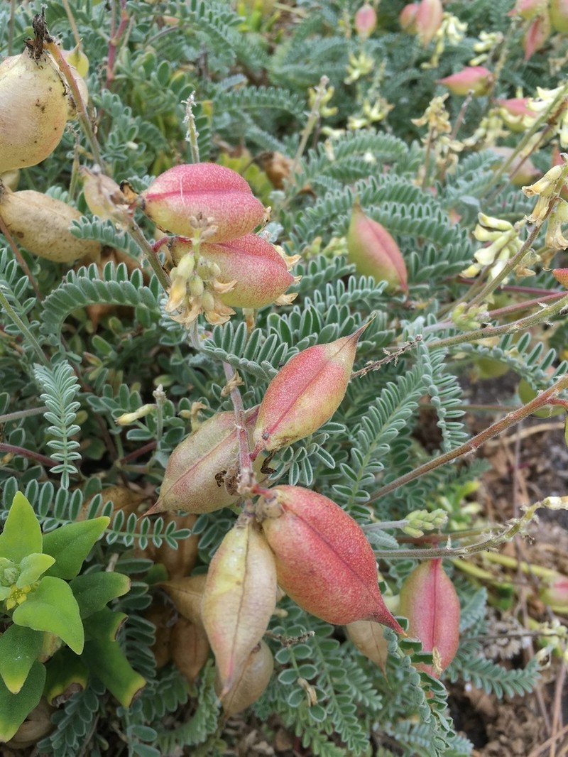 Nuttall's Milkvetch photo 5